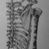 Ribcage - Pencil Drawings - By Kristy Edwards-Rusie, Fullsize-Technique Drawing Artist