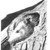 Baby Possum - Marker Drawings - By Bob Bacon, Line Art Drawing Artist