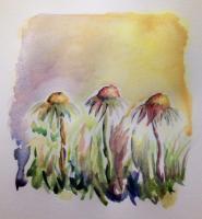 Cone Flowers 1 - Watercolor Paintings - By Dani T, Impressionistic Painting Artist