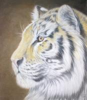 Big Cats - Tiger In The Sun - Colored Pencil