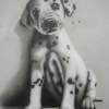 Puppy - Pencil Drawings - By Randy Wolfe, Real Drawing Artist