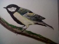 Great Tit - Watercolour Paintings - By Garry Fowler, Hand Painted Painting Artist