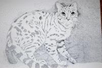 Housecat - Pen And Ink Drawings - By Efcruz Arts, Modern Drawing Artist