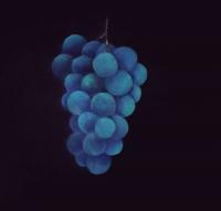 Blue Grapes - Acrylic Paintings - By Charlotte Sprem, Realism Painting Artist