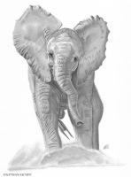 Elephant Calf - Graphite Pencil Drawings - By Nathan Mcnee, Semi Realism Drawing Artist