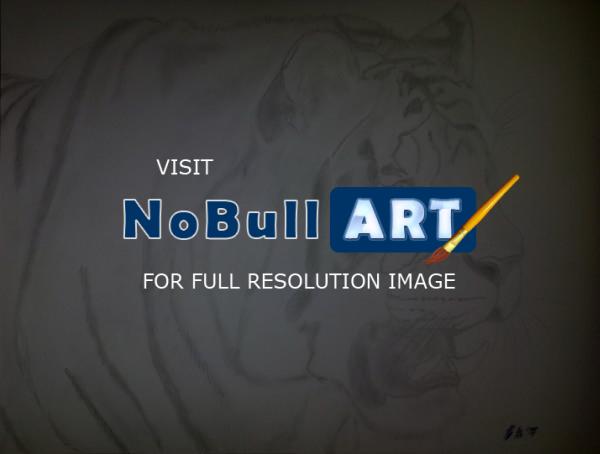 Poor Pencil Attempts - Tiger Attempt - Photographs And Pencils