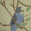 Blu Parakeet - Pencil Colored Pencils Drawings - By Seth Reid, Free Hand Drawing Artist