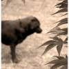 Memories - Photography Photography - By Risa Kent, Canine Photography Artist