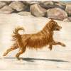 Summer - Watercolor Paintings - By Risa Kent, Canine Painting Artist