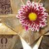 Gold Star Ball And Flower - Digital Photography - By Stephanie Hensley, Shapes And Nature Photography Artist