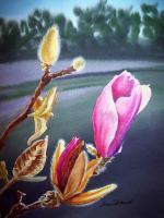 Flowers - Magnolia Bud - Watercolor