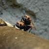 Flies Have Sex - Digital Photograph Photography - By Alan Lew, Macro Photography Artist