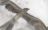 Eagle - Pastels Drawings - By Ann-Claire Herrmann, Free Sketch Drawing Artist